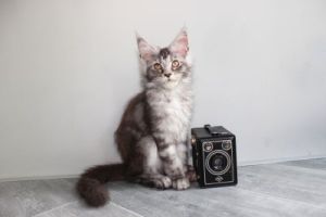 Zafira